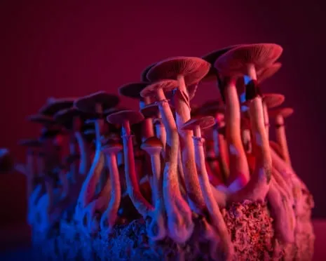 Regarding Substances by Justin Smith-Ruiu: A Reflective Guide into Psychedelics